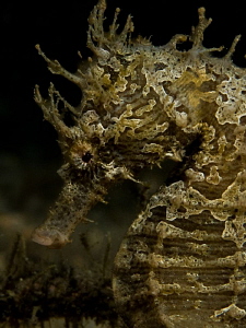 Hippocampus by John Roach 